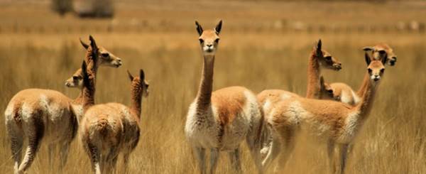 Fotos de vicuñas
